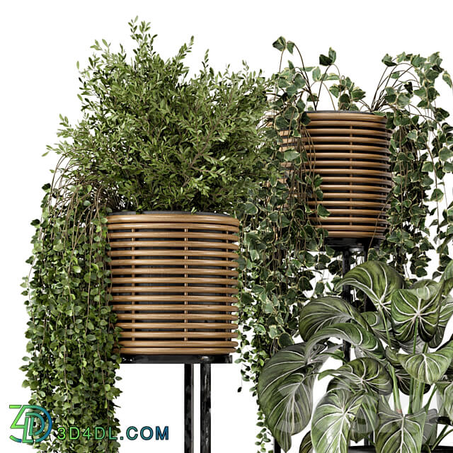 Indoor Plants in natural rattan Pot on Metal Base Set 592 3D Models