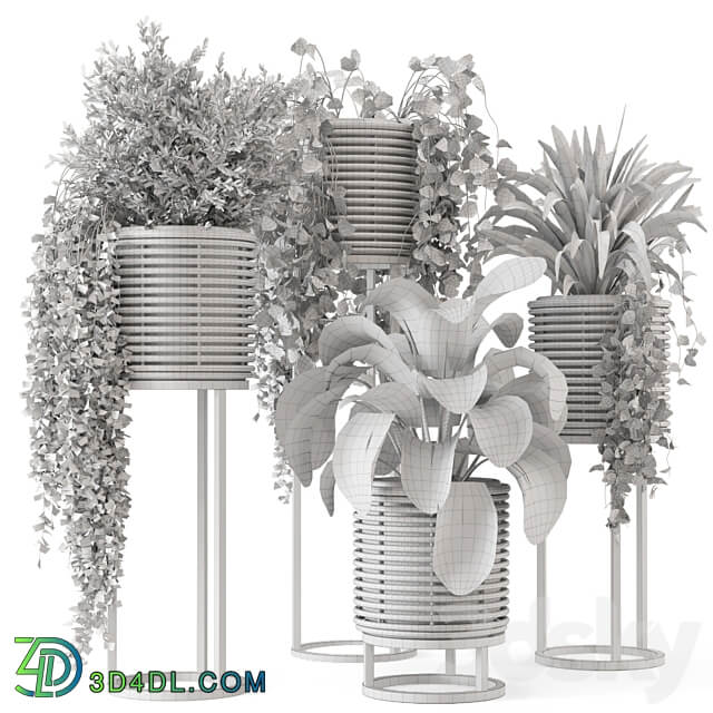 Indoor Plants in natural rattan Pot on Metal Base Set 592 3D Models