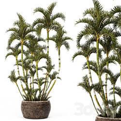 Roystonea decorative palm tree outdoor flowerpot pot bushes tropical exotic 3D Models 