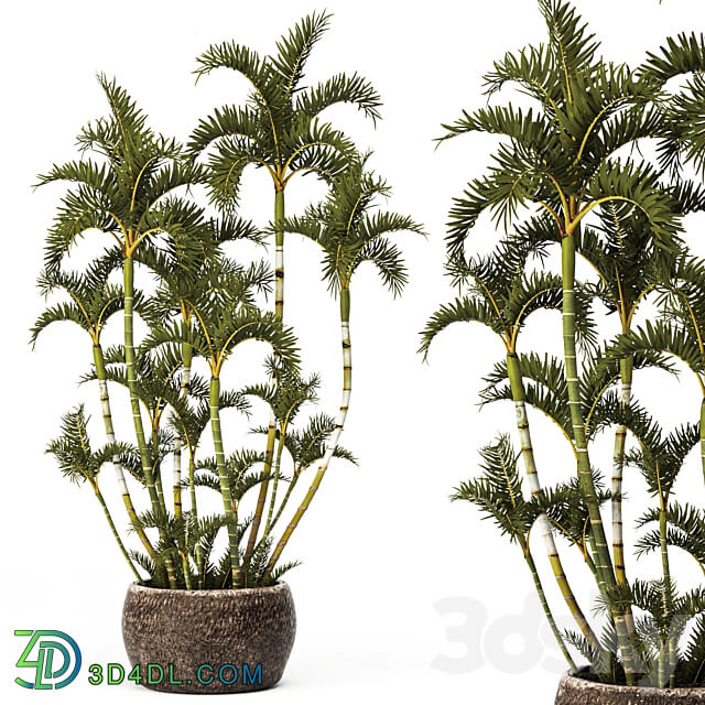 Roystonea decorative palm tree outdoor flowerpot pot bushes tropical exotic 3D Models