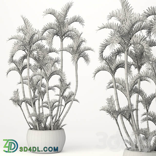 Roystonea decorative palm tree outdoor flowerpot pot bushes tropical exotic 3D Models