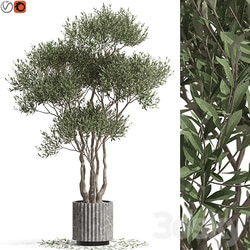 Plants collection 723 3D Models 