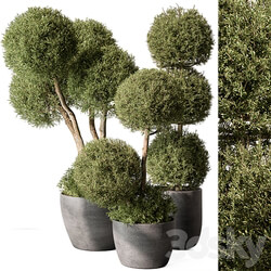 Outdoor Plant Set 414 Topiary Ball Plant in Pot Vray 3D Models 