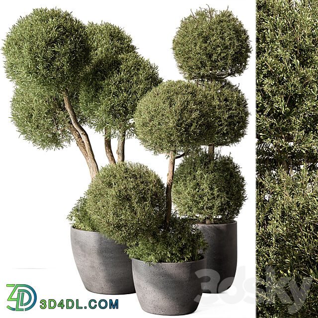 Outdoor Plant Set 414 Topiary Ball Plant in Pot Vray 3D Models