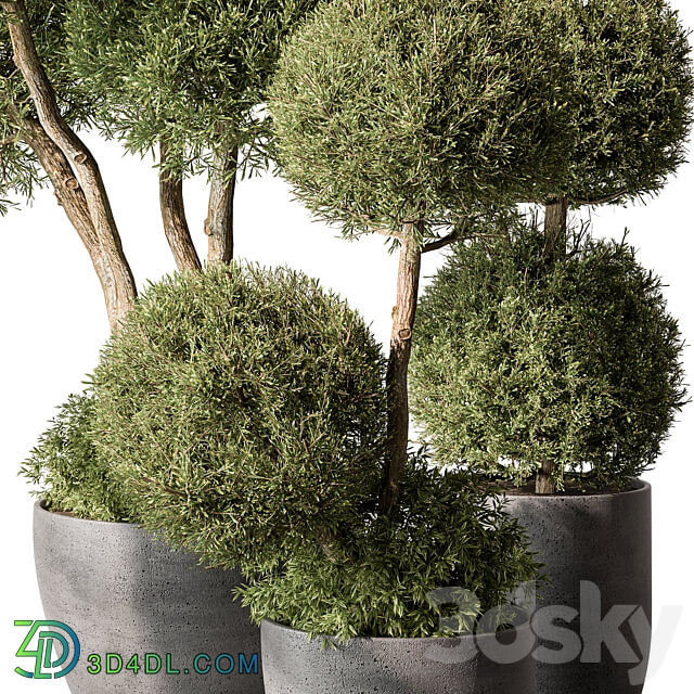 Outdoor Plant Set 414 Topiary Ball Plant in Pot Vray 3D Models