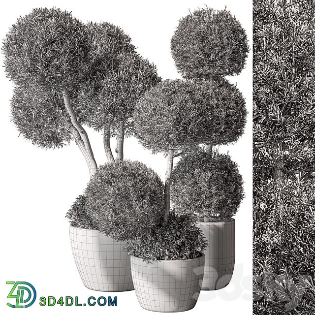 Outdoor Plant Set 414 Topiary Ball Plant in Pot Vray 3D Models