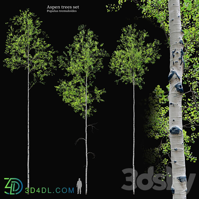 aspen tree set 3D Models