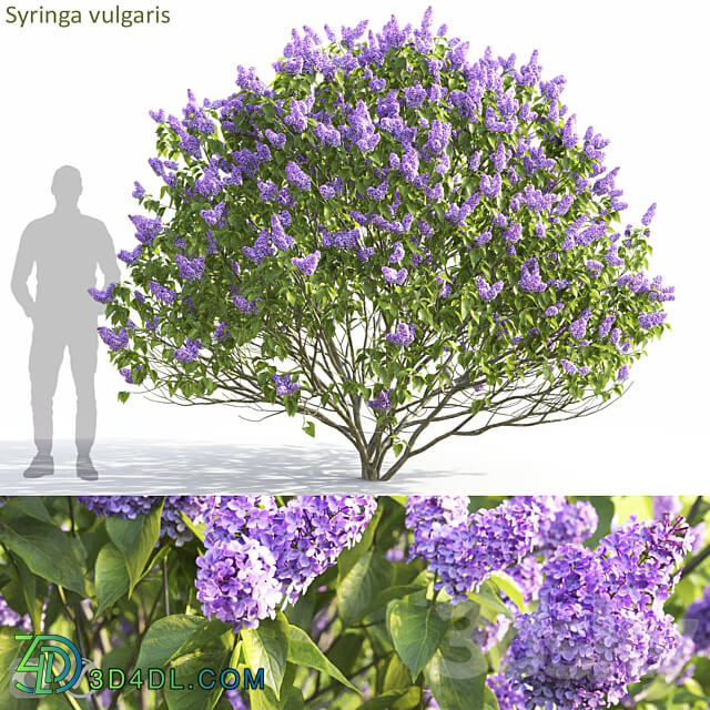 Syringa vulgaris 3D Models