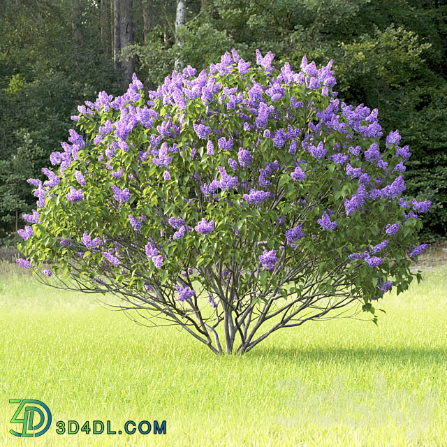 Syringa vulgaris 3D Models