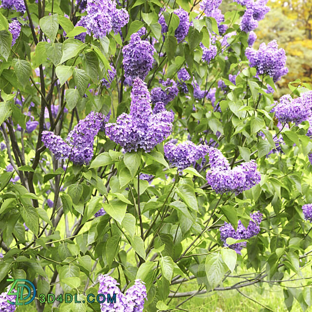 Syringa vulgaris 3D Models