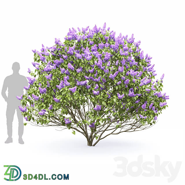 Syringa vulgaris 3D Models