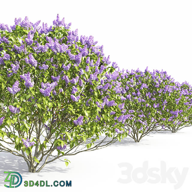 Syringa vulgaris 3D Models