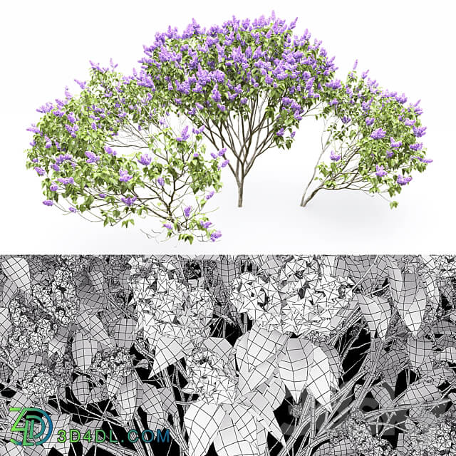 Syringa vulgaris 3D Models