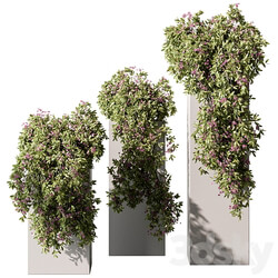 Hanging Plant in Box Outdoor Plants 454 3D Models 