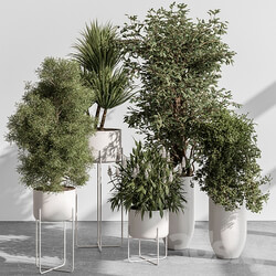 indoor Plant 431 Tree and Bush 3D Models 