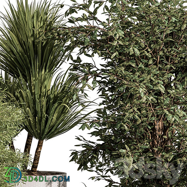 indoor Plant 431 Tree and Bush 3D Models