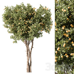 Lemon Tree Set 117 3D Models 