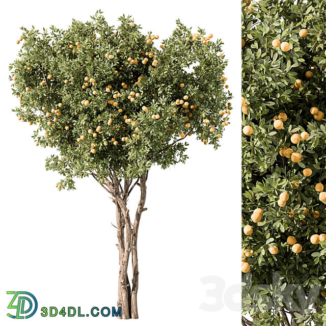 Lemon Tree Set 117 3D Models