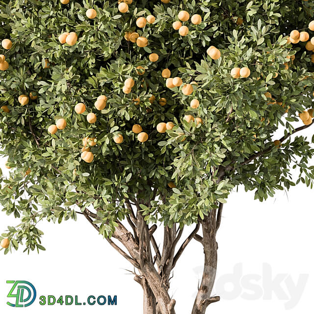 Lemon Tree Set 117 3D Models