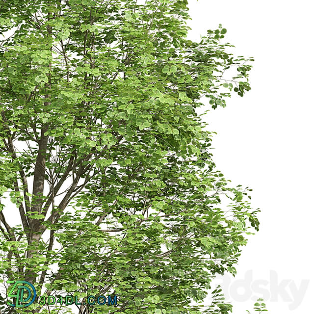 Fagus Sylvatica and Populus Tremuloides