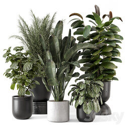 Indoor Plants in rusty Concrete Pot Set 1265 