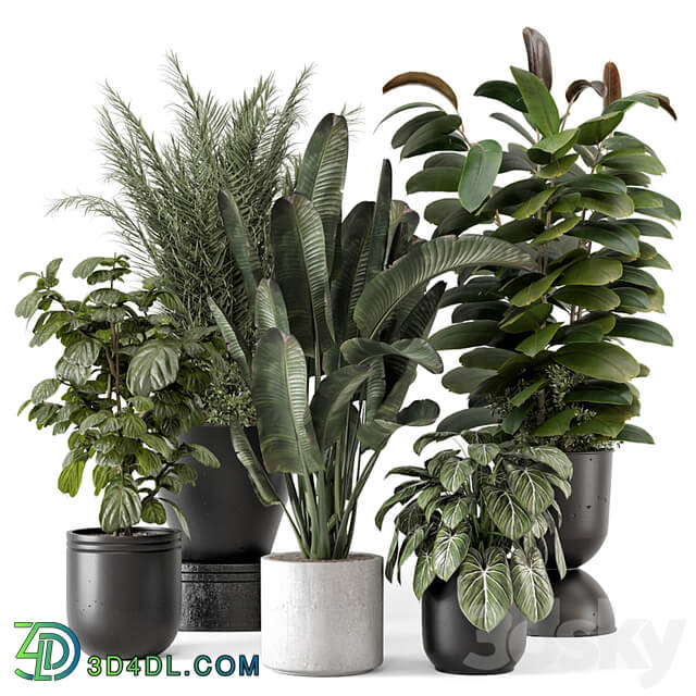 Indoor Plants in rusty Concrete Pot Set 1265