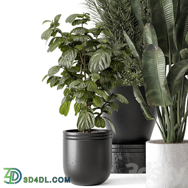 Indoor Plants in rusty Concrete Pot Set 1265