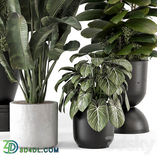 Indoor Plants in rusty Concrete Pot Set 1265