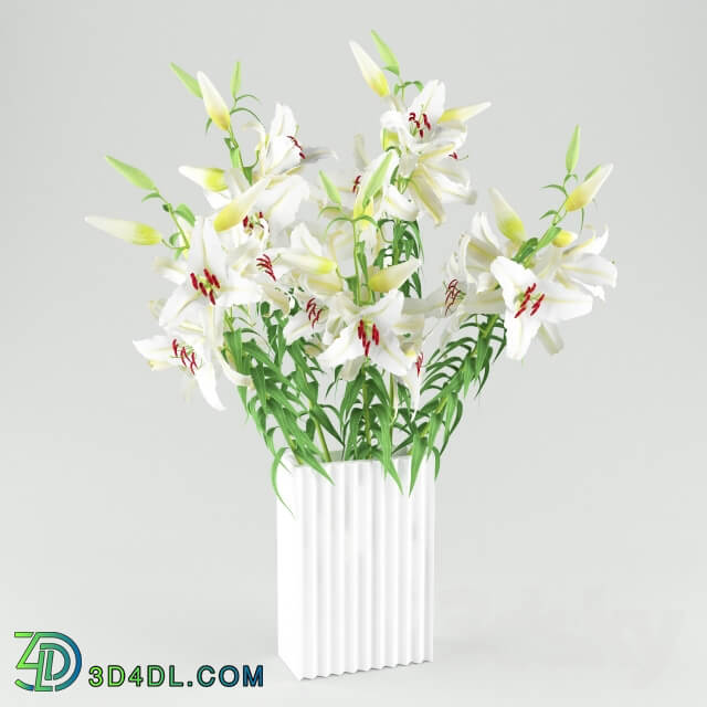 White lilies 3D Models