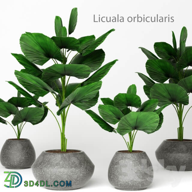 Licuala orbicularis 2 palm tree flower pot flowerpot concrete 3D Models