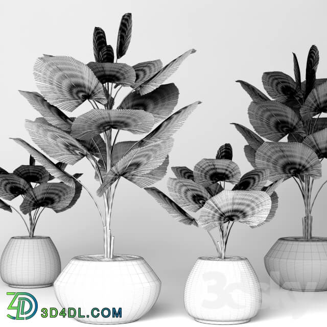 Licuala orbicularis 2 palm tree flower pot flowerpot concrete 3D Models