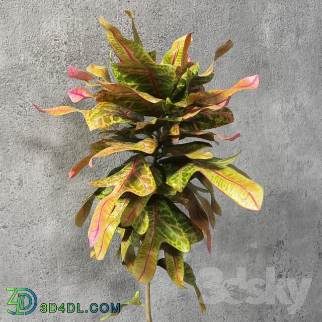 Croton Plant 3D Models