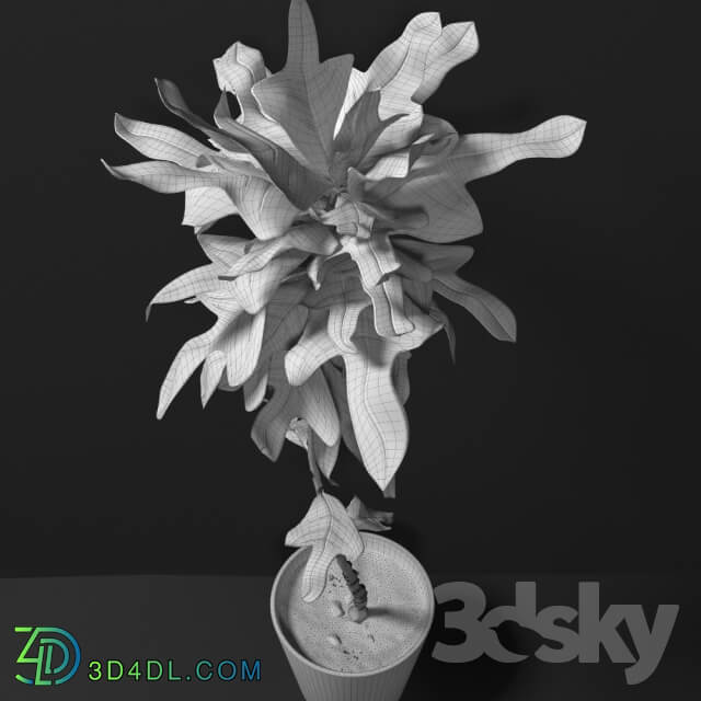 Croton Plant 3D Models