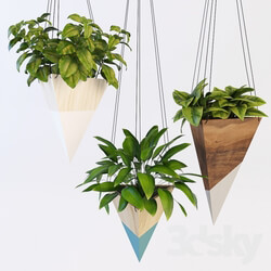 Plant Hanging plants 2 