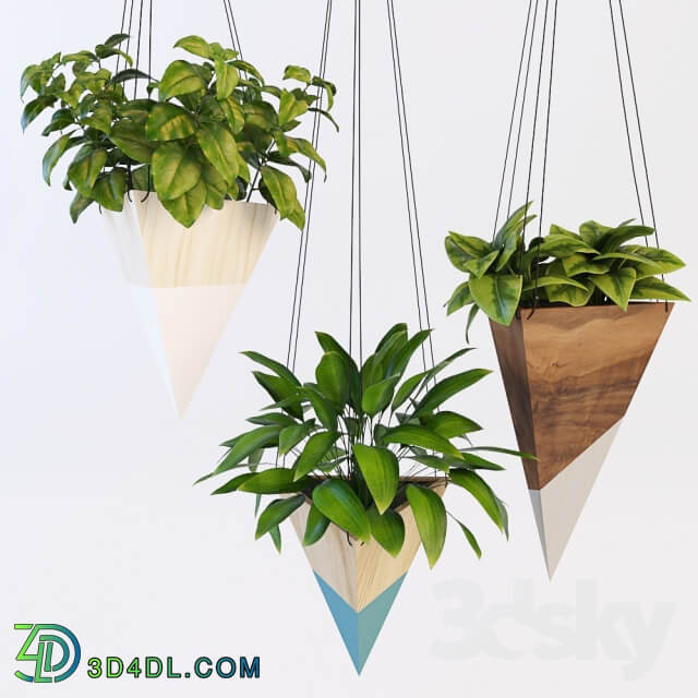 Plant Hanging plants 2