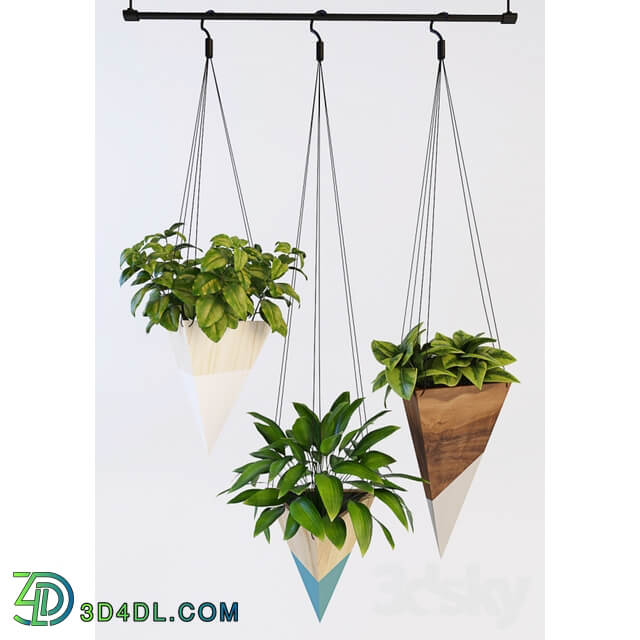 Plant Hanging plants 2