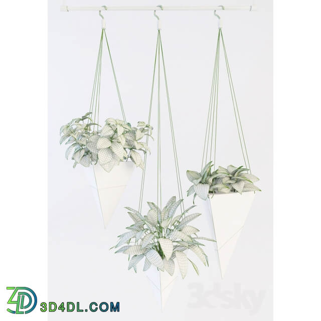 Plant Hanging plants 2