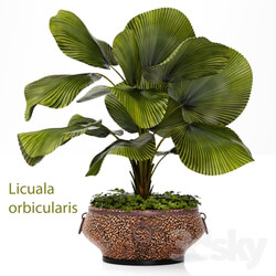 Plant Licuala 