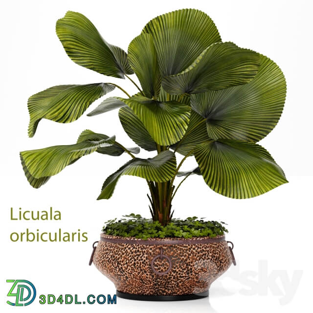 Plant Licuala