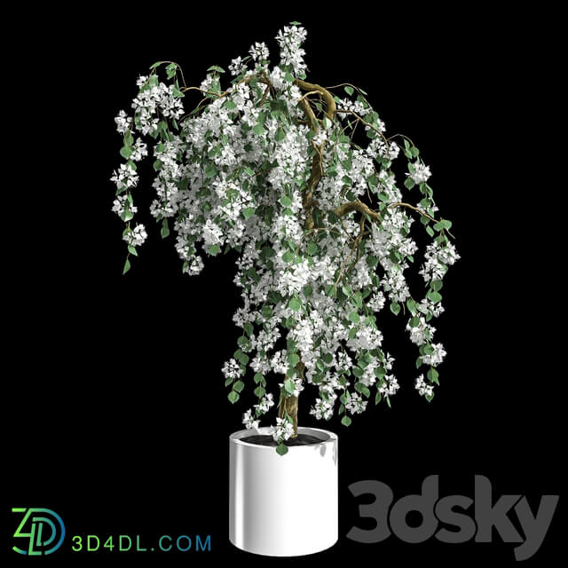 Bougainvillea 3D Models