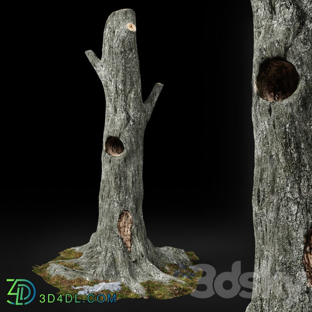 Dead tree Chestnut 3D Models