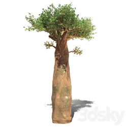 madagaskar baobab 3D Models 