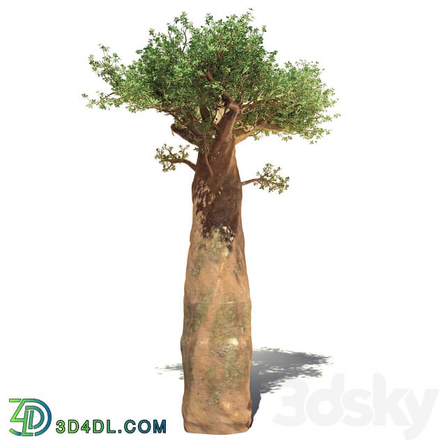 madagaskar baobab 3D Models