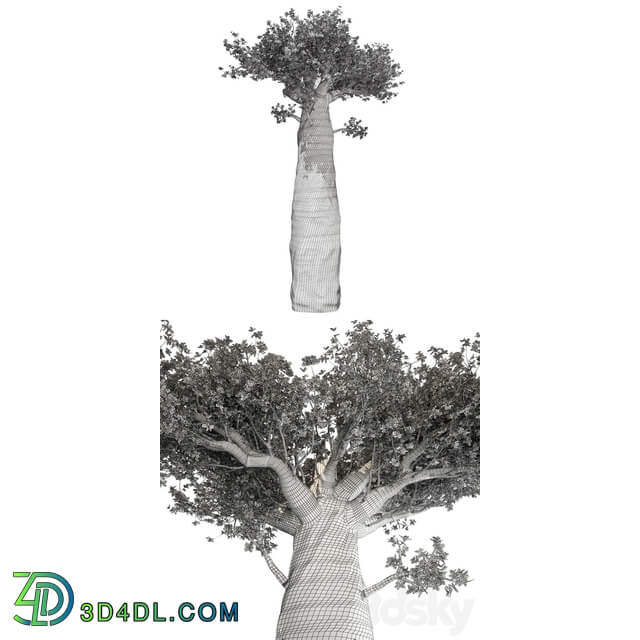 madagaskar baobab 3D Models