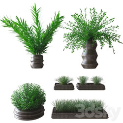 Plants Plants in pots 3D Models 