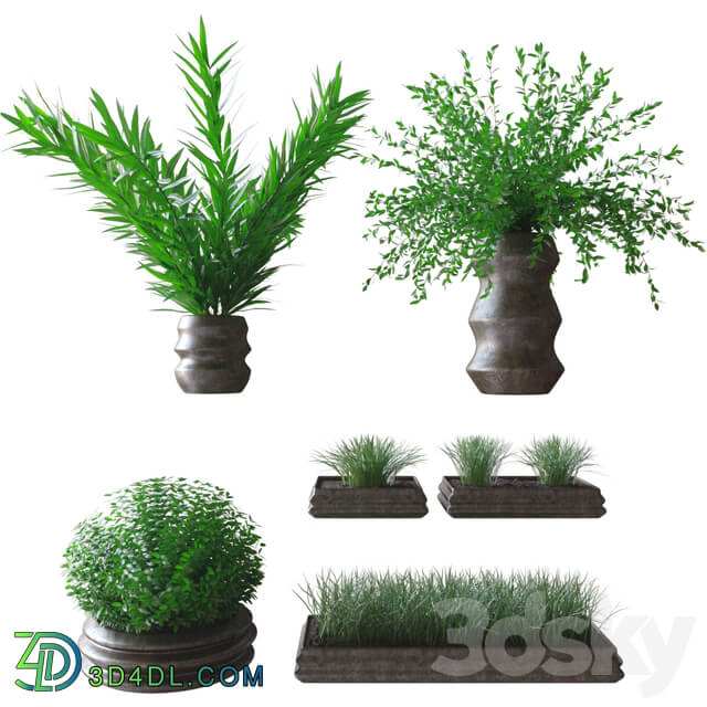 Plants Plants in pots 3D Models