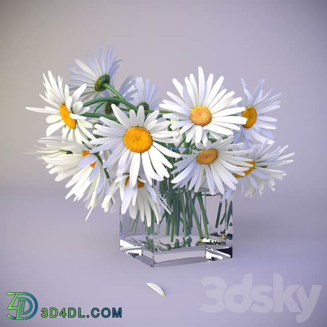 Bouquet of daisies 3D Models