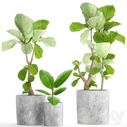 A collection of plants in pots 39. Ficus Ficus lyrata pot concrete ornamental tree indoor interior 3D Models 