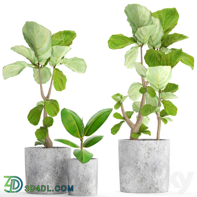 A collection of plants in pots 39. Ficus Ficus lyrata pot concrete ornamental tree indoor interior 3D Models