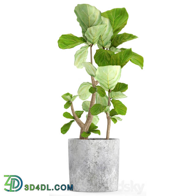 A collection of plants in pots 39. Ficus Ficus lyrata pot concrete ornamental tree indoor interior 3D Models